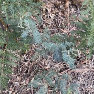 Acacia dealbata subsp. subalpina at Paddys River, ACT - 5 Aug 2023 12:07 PM