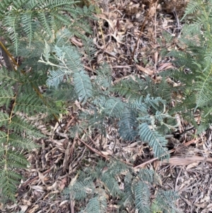 Acacia dealbata subsp. subalpina at Paddys River, ACT - 5 Aug 2023