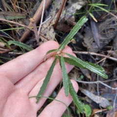 Olearia erubescens (Silky Daisybush) at Paddys River, ACT - 5 Aug 2023 by Tapirlord