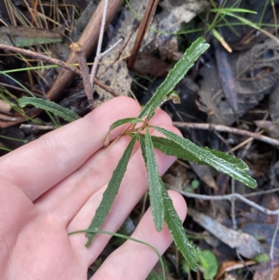 Olearia erubescens (Silky Daisybush) at Paddys River, ACT - 5 Aug 2023 by Tapirlord