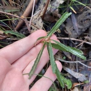 Olearia erubescens at Paddys River, ACT - 5 Aug 2023