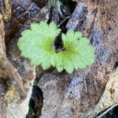 Veronica calycina (Hairy Speedwell) at Paddys River, ACT - 5 Aug 2023 by Tapirlord