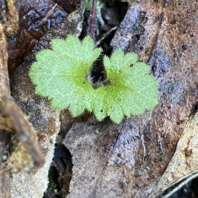 Veronica calycina (Hairy Speedwell) at Paddys River, ACT - 5 Aug 2023 by Tapirlord