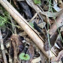 Veronica calycina at Paddys River, ACT - 5 Aug 2023