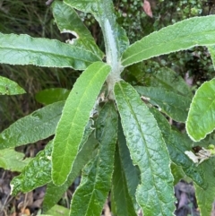 Bedfordia arborescens (Blanket Bush) at Paddys River, ACT - 5 Aug 2023 by Tapirlord