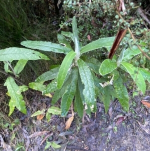 Bedfordia arborescens at Paddys River, ACT - 5 Aug 2023