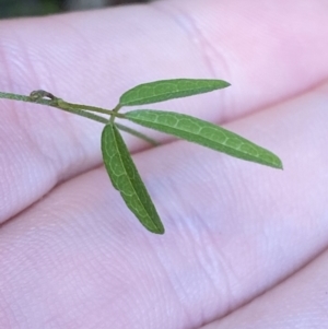 Glycine clandestina at Paddys River, ACT - 5 Aug 2023