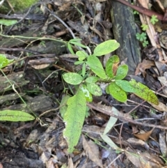 Glycine clandestina at Paddys River, ACT - 5 Aug 2023 12:03 PM