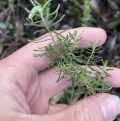 Cassinia aculeata subsp. aculeata (Dolly Bush, Common Cassinia, Dogwood) at Paddys River, ACT - 5 Aug 2023 by Tapirlord