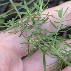 Cassinia aculeata subsp. aculeata at Paddys River, ACT - 5 Aug 2023