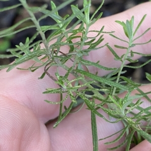 Cassinia aculeata subsp. aculeata at Paddys River, ACT - 5 Aug 2023