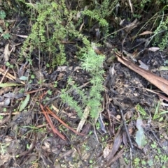 Cassinia aculeata subsp. aculeata at Paddys River, ACT - 5 Aug 2023