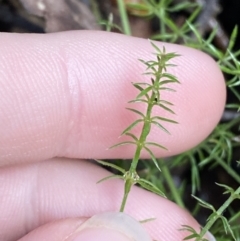 Asperula scoparia (Prickly Woodruff) at Tidbinbilla Nature Reserve - 5 Aug 2023 by Tapirlord