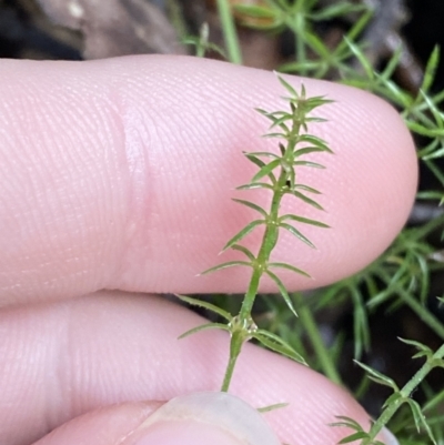 Asperula scoparia (Prickly Woodruff) at Paddys River, ACT - 5 Aug 2023 by Tapirlord