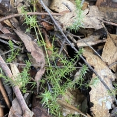 Asperula scoparia at Paddys River, ACT - 5 Aug 2023