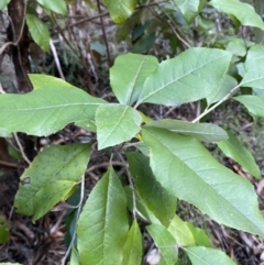 Olearia argophylla (Native Musk) at Paddys River, ACT - 5 Aug 2023 by Tapirlord