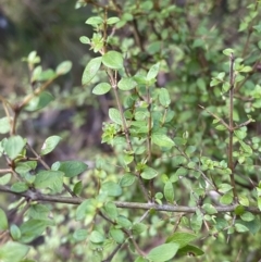 Coprosma quadrifida (Prickly Currant Bush, Native Currant) at Paddys River, ACT - 5 Aug 2023 by Tapirlord