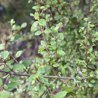 Coprosma quadrifida (Prickly Currant Bush, Native Currant) at Tidbinbilla Nature Reserve - 5 Aug 2023 by Tapirlord