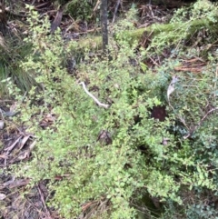 Coprosma quadrifida at Paddys River, ACT - 5 Aug 2023 12:02 PM