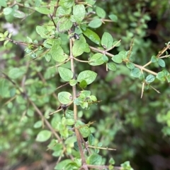 Coprosma quadrifida at Paddys River, ACT - 5 Aug 2023 12:02 PM