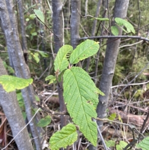 Pomaderris aspera at Paddys River, ACT - 5 Aug 2023