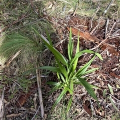 Dianella tasmanica (Tasman Flax Lily) at Tidbinbilla Nature Reserve - 5 Aug 2023 by Tapirlord