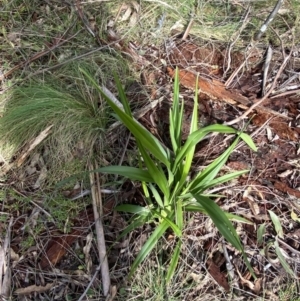 Dianella tasmanica at Paddys River, ACT - 5 Aug 2023