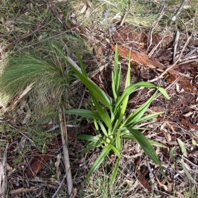 Dianella tasmanica (Tasman Flax Lily) at Paddys River, ACT - 5 Aug 2023 by Tapirlord