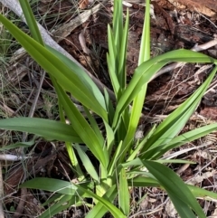 Dianella tasmanica at Paddys River, ACT - 5 Aug 2023