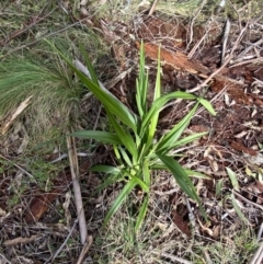 Dianella tasmanica at Paddys River, ACT - 5 Aug 2023