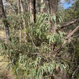 Eucalyptus radiata subsp. robertsonii at Paddys River, ACT - 5 Aug 2023