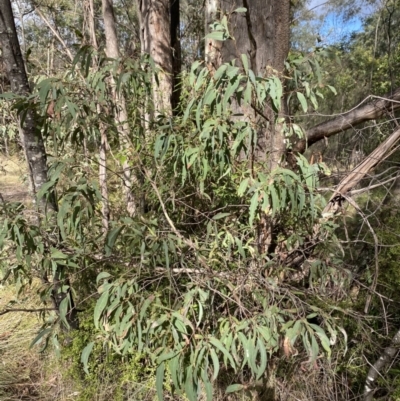 Eucalyptus radiata subsp. robertsonii (Robertson's Peppermint) at Tidbinbilla Nature Reserve - 5 Aug 2023 by Tapirlord