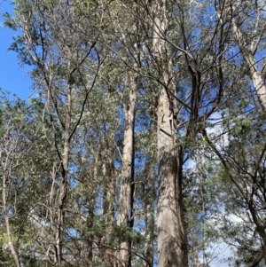 Eucalyptus radiata subsp. robertsonii at Paddys River, ACT - 5 Aug 2023