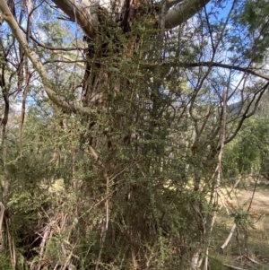 Eucalyptus radiata subsp. robertsonii at Paddys River, ACT - 5 Aug 2023