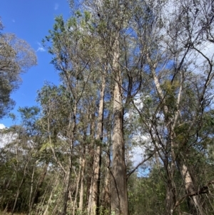 Eucalyptus radiata subsp. robertsonii at Paddys River, ACT - 5 Aug 2023