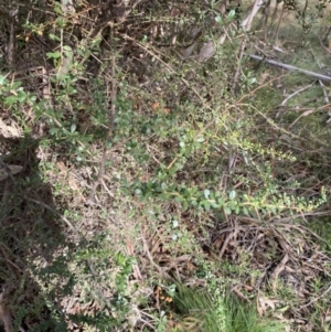 Bursaria spinosa subsp. lasiophylla at Paddys River, ACT - 5 Aug 2023