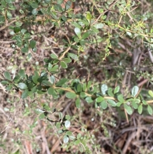 Bursaria spinosa subsp. lasiophylla at Paddys River, ACT - 5 Aug 2023