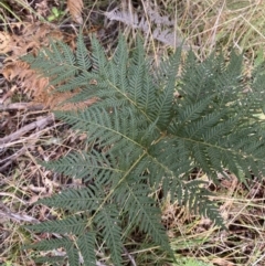 Pteridium esculentum (Bracken) at Tidbinbilla Nature Reserve - 5 Aug 2023 by Tapirlord