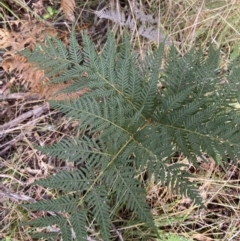 Pteridium esculentum (Bracken) at Paddys River, ACT - 5 Aug 2023 by Tapirlord