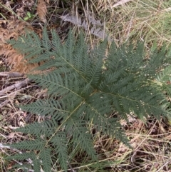 Pteridium esculentum at Paddys River, ACT - 5 Aug 2023