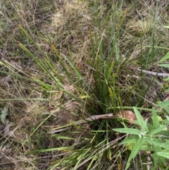 Lomandra longifolia (Spiny-headed Mat-rush, Honey Reed) at Paddys River, ACT - 5 Aug 2023 by Tapirlord