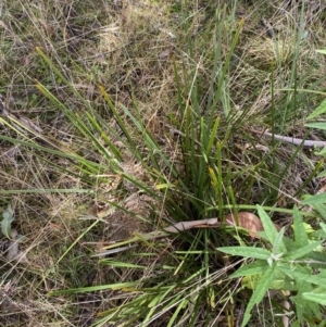 Lomandra longifolia at Paddys River, ACT - 5 Aug 2023