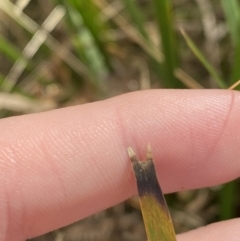 Lomandra longifolia at Paddys River, ACT - 5 Aug 2023