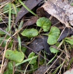 Viola hederacea (Ivy-leaved Violet) at Tidbinbilla Nature Reserve - 5 Aug 2023 by Tapirlord