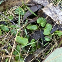 Viola hederacea at Paddys River, ACT - 5 Aug 2023