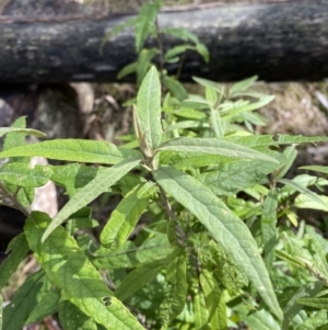 Olearia lirata at Paddys River, ACT - 5 Aug 2023