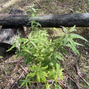 Olearia lirata at Paddys River, ACT - 5 Aug 2023