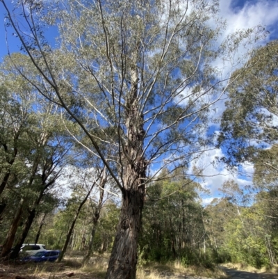 Eucalyptus viminalis (Ribbon Gum) at Tidbinbilla Nature Reserve - 5 Aug 2023 by Tapirlord