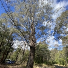 Eucalyptus viminalis (Ribbon Gum) at Paddys River, ACT - 5 Aug 2023 by Tapirlord