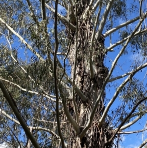 Eucalyptus viminalis at Tidbinbilla Nature Reserve - 5 Aug 2023